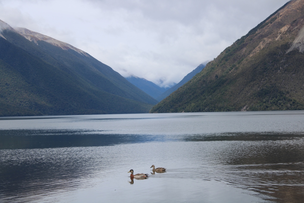 Peaceful Lake Rotoroa, New Zealand, in Spring with ducks