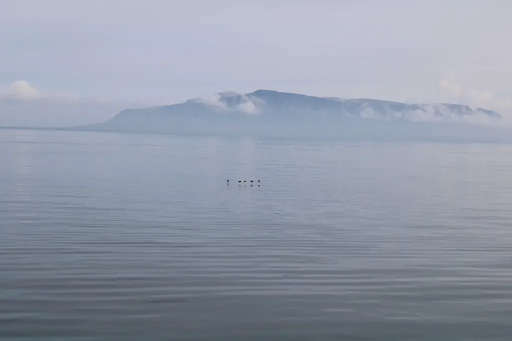 6 Days in Reykjavik with a toddler in summer; Whale Watching