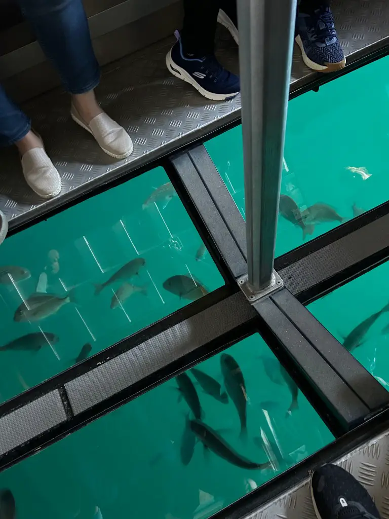 Glass Bottomed Boat Tour to Cathedral Cove, Whitianga New Zealand