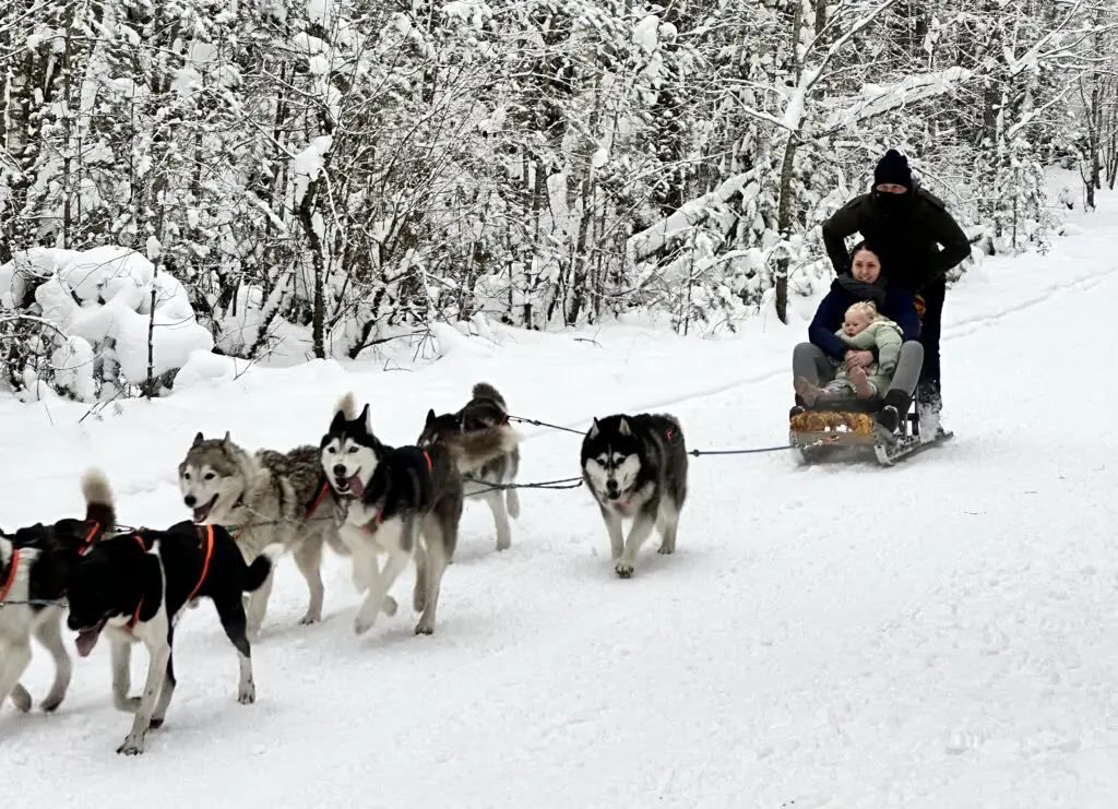 Family Bucket Lists - Husky Sledding