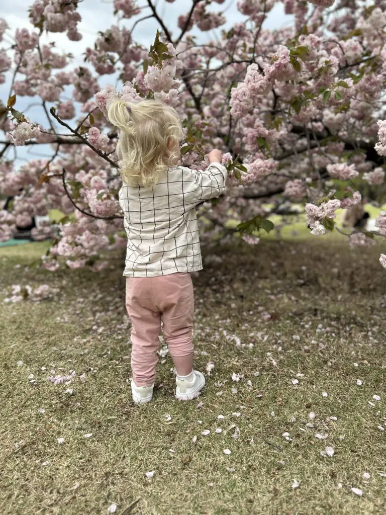 2 Weeks in Japan with Kids in April Blossom Trees